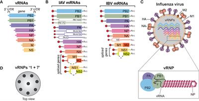 Influenza A Virus Cell Entry, Replication, Virion Assembly and Movement